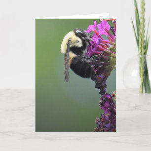 Abeja, tarjeta