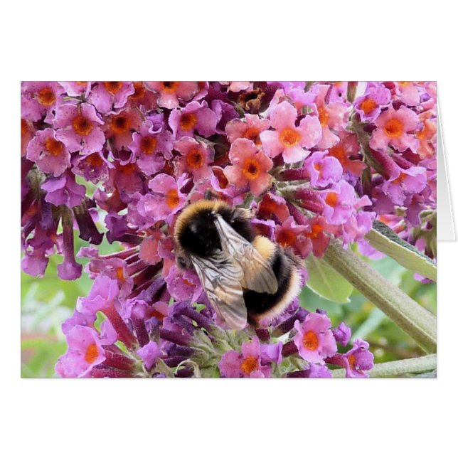 Abeja y buddleia (Anverso (Horizontal))