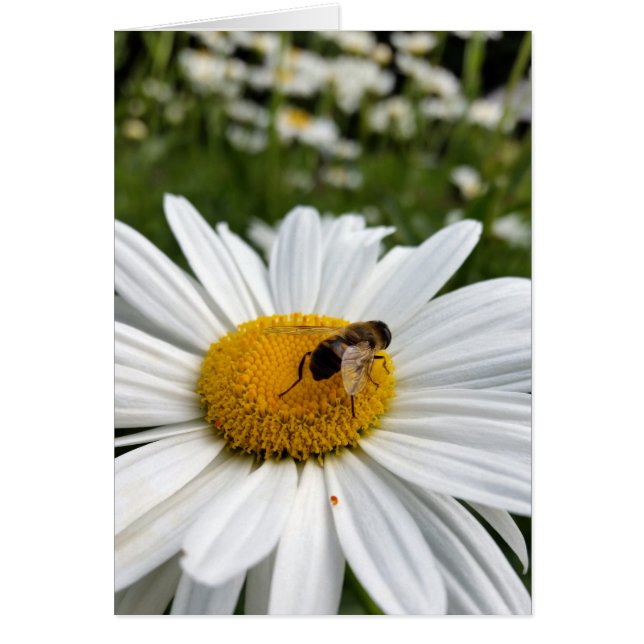 abeja y margarita (Frente)