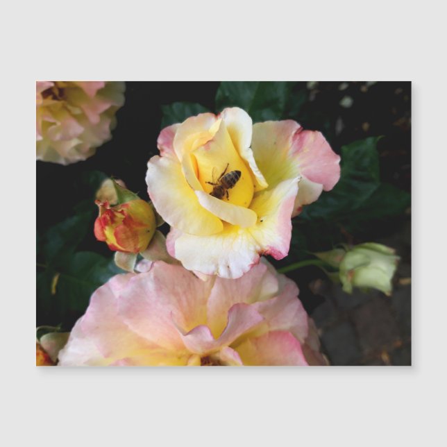 Abejas con flores de rosas amarillas rosas (Anverso)