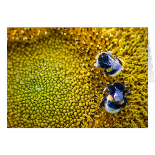 Abejas con girasol (Anverso (Horizontal))