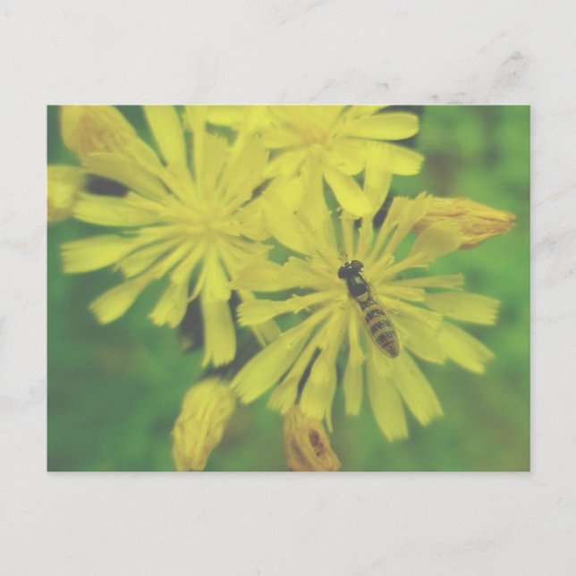 Abejas en la postal de Hawkweed (Anverso)