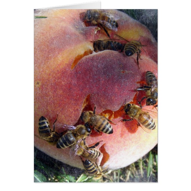 Abejas en una yegua (Frente)