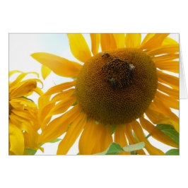 Abejas soleadas