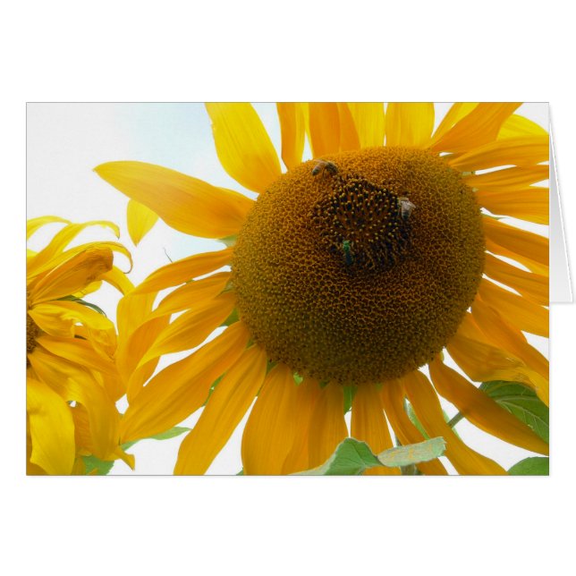 Abejas soleadas (Anverso (Horizontal))