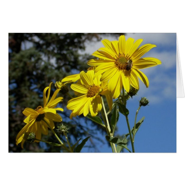 abejorro de girasol (Anverso (Horizontal))