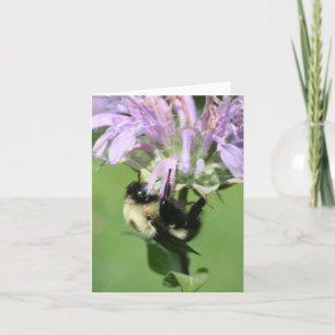 Abejorro en Flor de Bálsamo de Abeja Nota de Fotog