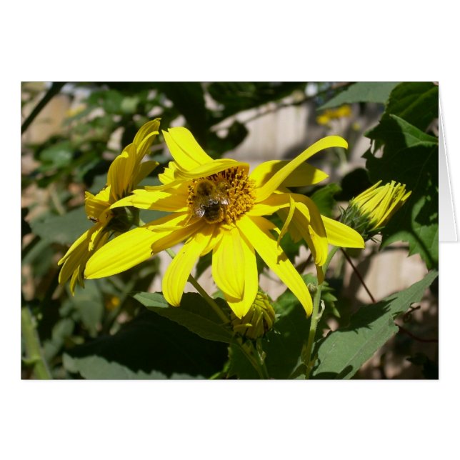 abejorro en un girasol (Anverso (Horizontal))