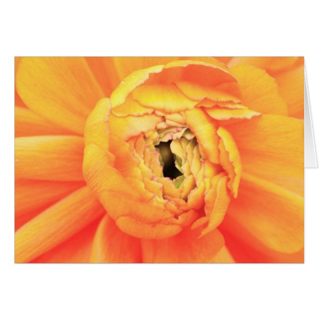 Abertura del ranúnculo. (Anverso (Horizontal))