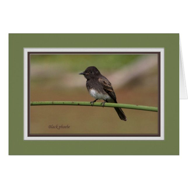 Ablackphoebe0080 (Anverso (Horizontal))
