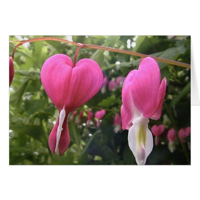 abra su corazón (Anverso (Horizontal))