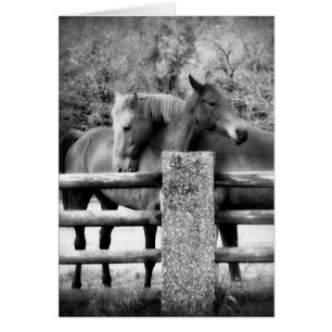 Abrazo de caballos - Fotografía de amor a caballos