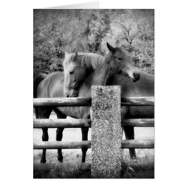 Abrazo de caballos - Fotografía de amor a caballos (Frente)
