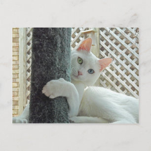 Abrazo de serenidad postal