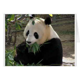 Abrazos de oso de panda