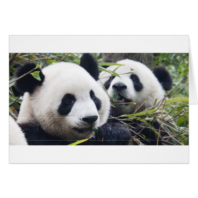 Abrazos de oso panda (Anverso (Horizontal))