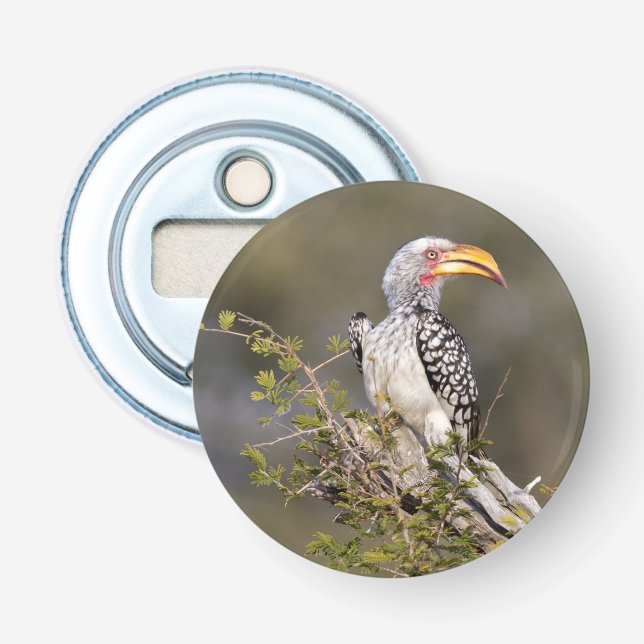 Abrebotellas Anguila almenada (Anverso)