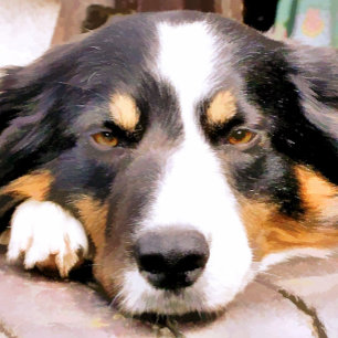ABREBOTELLAS BORDER COLLIE