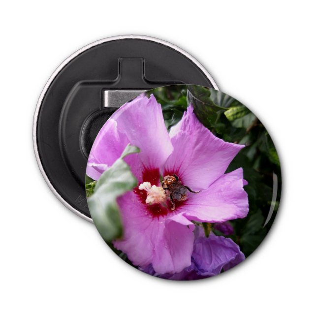 Abrebotellas Bumblebee en la flor de Hibiscus (Anverso)