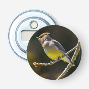 Abrebotellas Cedar Waxwing Songbird Foto original de ave silves
