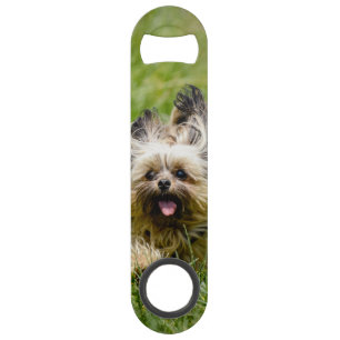 Abrebotellas De Bar Terrier de Cute Yorkshire corre por la hierba