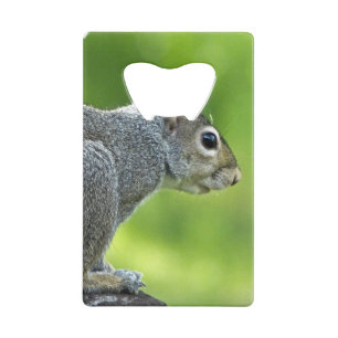 Abrebotellas De Tarjeta De Crédito Ardilla