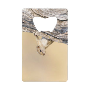 Abrebotellas De Tarjeta De Crédito Ardilla de árbol