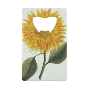 Abrebotellas De Tarjeta De Crédito Crisantemo Indicum de 'Pythanthoza Iconograph