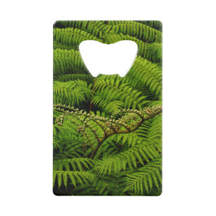 Abrebotellas De Tarjeta De Crédito Ferns - Fotografía Bella Artes