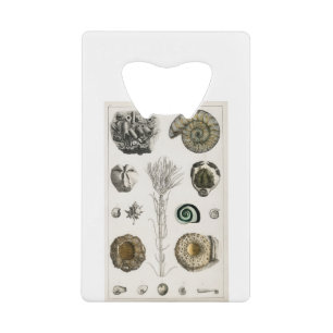 Abrebotellas De Tarjeta De Crédito fósiles, dinosaurios, fósiles, paleontología, geol