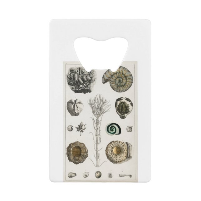 Abrebotellas De Tarjeta De Crédito fósiles, dinosaurios, fósiles, paleontología, geol (Anverso)