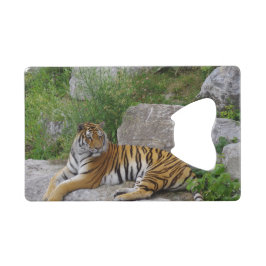 Abrebotellas De Tarjeta De Crédito Foto de retrato de un tigre siberiano