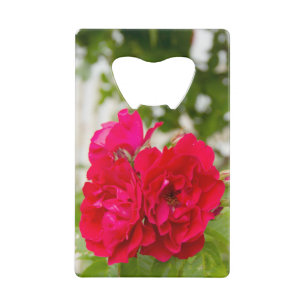 Abrebotellas De Tarjeta De Crédito Grandes rosas rojas en el jardín