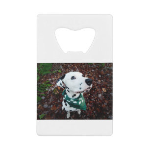 Abrebotellas De Tarjeta De Crédito ¡Kevin muestra sus colores de 4-H! Dalmatian.