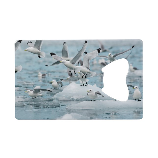 Abrebotellas De Tarjeta De Crédito Kittiwakes Flying (Reverso Horizontal)