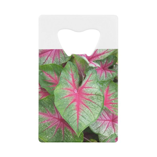 Abrebotellas De Tarjeta De Crédito Planta de elefante (Anverso)