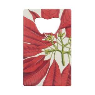 Abrebotellas De Tarjeta De Crédito Poinsettia Pulcherrima (litho del color)