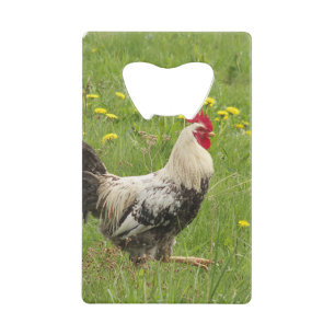Abrebotellas De Tarjeta De Crédito pollo, gallo, animal, ave, granja, agricultura,