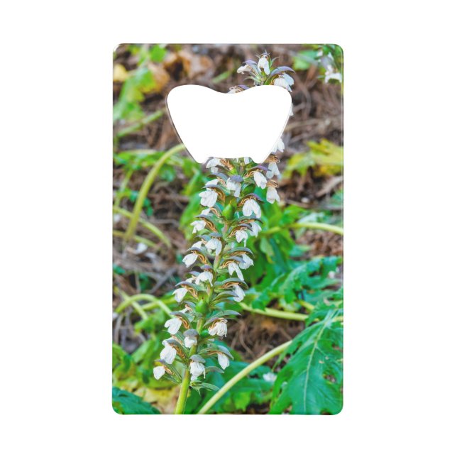 Abrebotellas De Tarjeta De Crédito Respiraciones del oso (Anverso)