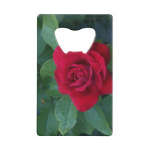 Rosa Roja de Cerca