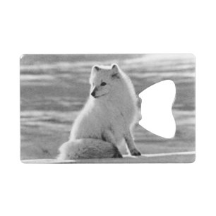 Abrebotellas De Tarjeta De Crédito Vintage USA Alaska Arctic fox