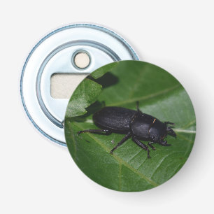 Abrebotellas Dorcus parallelipipedus , el escarabajo de menor t