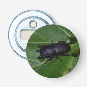 Abrebotellas Dorcus parallelipipedus , el escarabajo de menor t