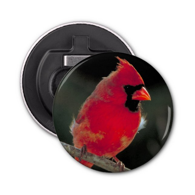 Abrebotellas El cardenal rojo encaramado en una rama de árbol (Anverso)