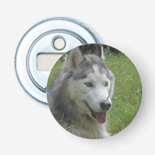 Abrebotellas Hermoso Perro espantado Siberiano