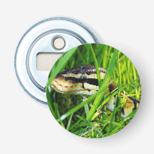 Abrebotellas La serpiente de Ball Python en la hierba