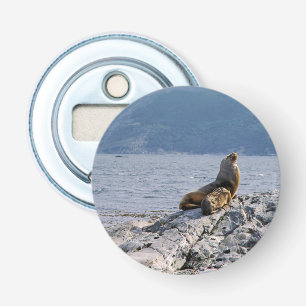 Abrebotellas Leones marinos en el canal de la remolacha - Argen