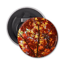 Maple japonés al sol