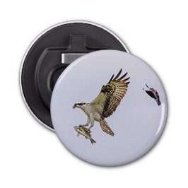 Abrebotellas Osprey que es perseguido por un mirlo de alas