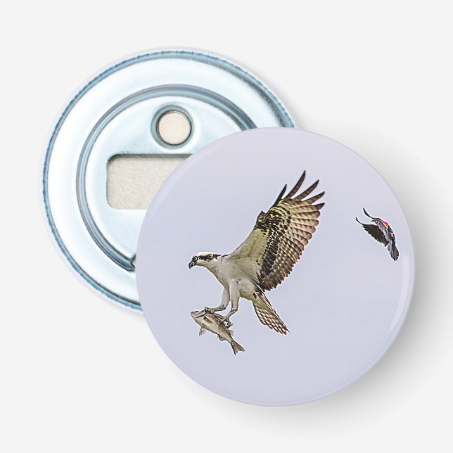 Abrebotellas Osprey que es perseguido por un mirlo de alas (Anverso)